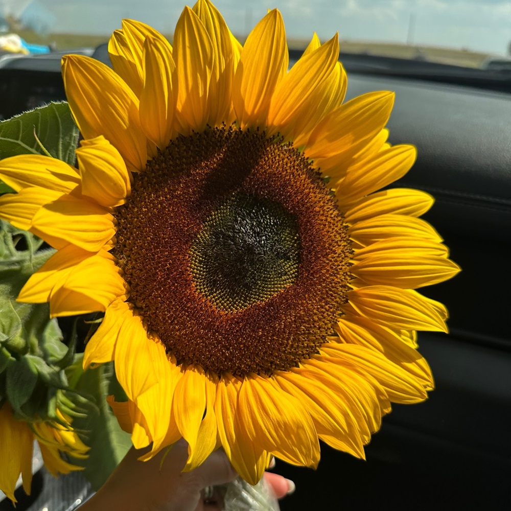 Meet your Posher, Angela